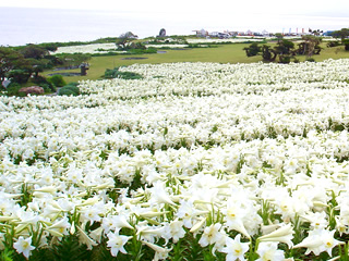 Lily Field Park