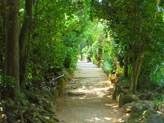 Fukugi (Garcinia subelliptica) tree-lined street in Bise district of Motobu.